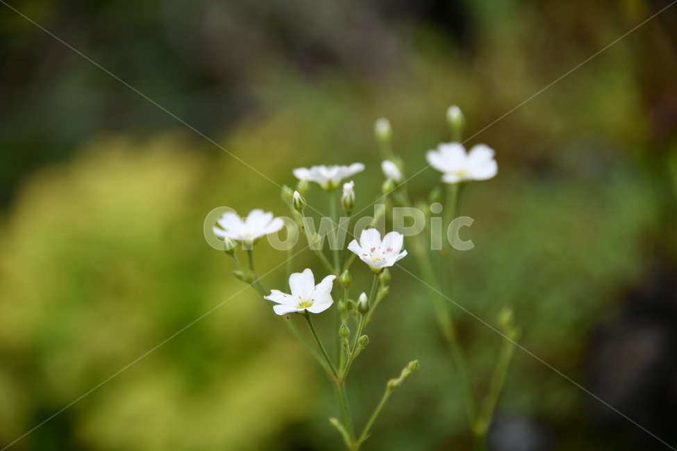 꽃,자연,식물,야생화,nature,flower,감성,feeling,배경,백그라운드,자연,풍경,nature,landscape,식물,plants,꽃,flower,plant,geranium,제라늄,blossom