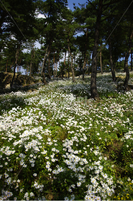 나무,숲,구절초,꽃,풍경,식물,flower,plant,field,들,grassland,목초지,outdoors,옥외