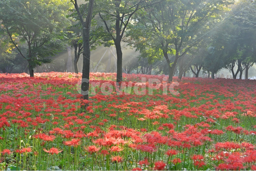 nature,자연,outdoors,옥외,plant,식물,tree,나무,경치,경관,풍경,영광,불갑사,꽃무릇,상사화축제,축제,아침,안경,빛,안개,빛내림