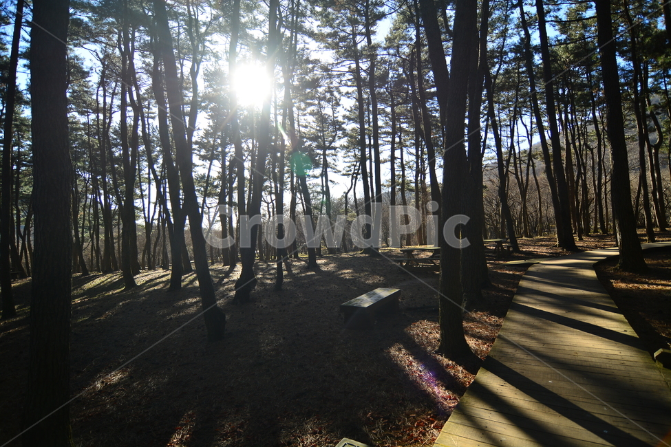 숲,나무,제주도,절물자연휴양림,풍경,nature,landscape,jeju,jejuisland,삼나무,숲길,제주,피톤치드,휴양림,녹색,산책로,휴양,등산로,자연휴양림,땅,흙,식물,plants,trees,wood,힐링,rest,relaxation,healing,태양,햇빛,그늘,바람,시원한,숲속,산책,마음정화,자연,자연,풍경,nature,landscape,light,빛,flare,플레어,ground,바닥