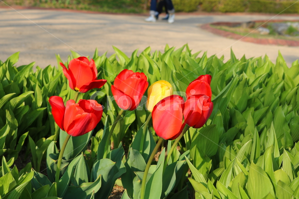 튤립,꽃,튤립꽃,식물,튜울립,백합과,구근초,봄꽃,봄,자연,식물,자연,plants,nature,꽃,flower