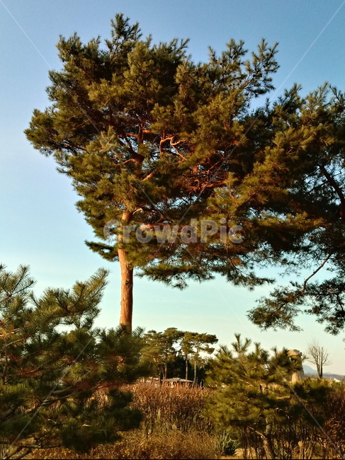나무,식물,plant,tree,treetrunk,나무줄기,자연,큰나무,적송,소나무,식물,자연,plants,nature,나무,trees,wood