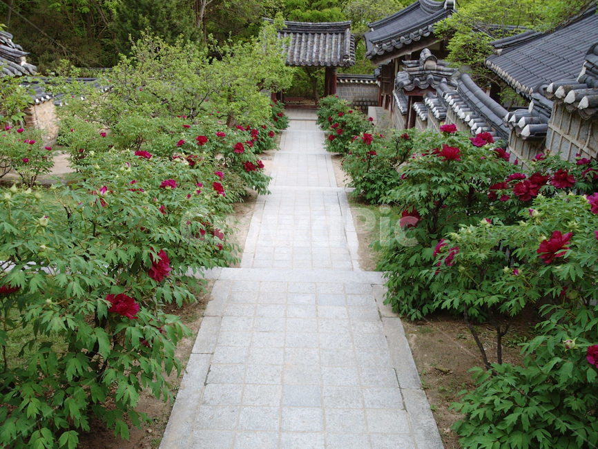 모란,목단,도산서원,서원,안동,한국전통,한국문화,korean traditional,korean culture,랜드마크,landmark,tourist attraction,한국랜드마크,한국관광지,한국명소,korea landmark,korea tourist attraction
