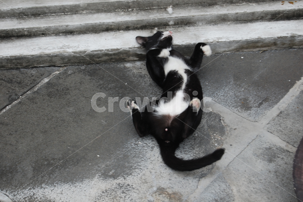 재롱,고양이,cat,animal,pet,애교,동물,animal,포유류,mammal,고양이,cat,kitten,kitty