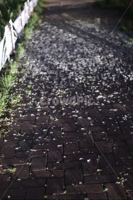 불빛,야경,이팝나무꽃,밤,거리,봄,계절,spring,season,야경,밤,풍경,nightscape,night,landscape