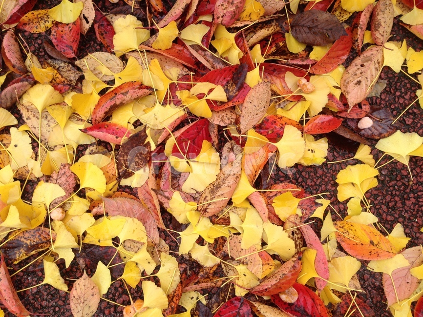 가을,낙엽,은행잎,fallenleaves,autumn,autumncolors,plant,식물,leaf,잎,ground,바닥,가을,계절,fall,autumn,season,식물,자연,plants,nature