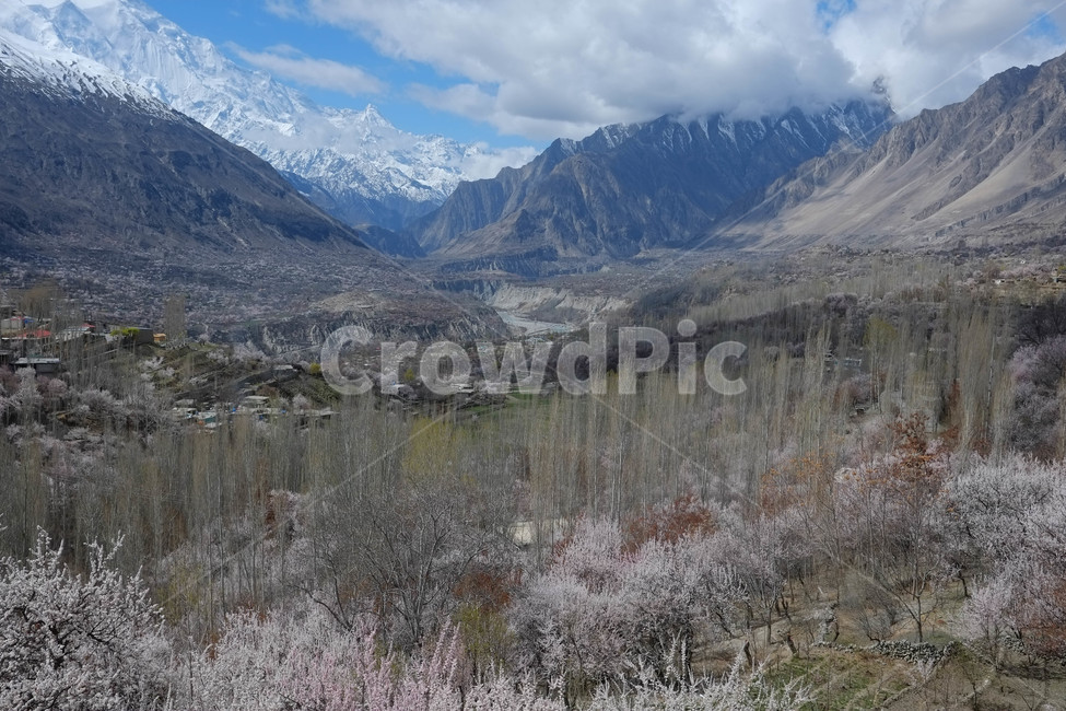 snow mountain,Cliff,Hunza,nature,Himalayas,Pakistan Hunza,flower,spring,mountain,Pakistan,Valley,gorge,sight,hunza,Hunza Village