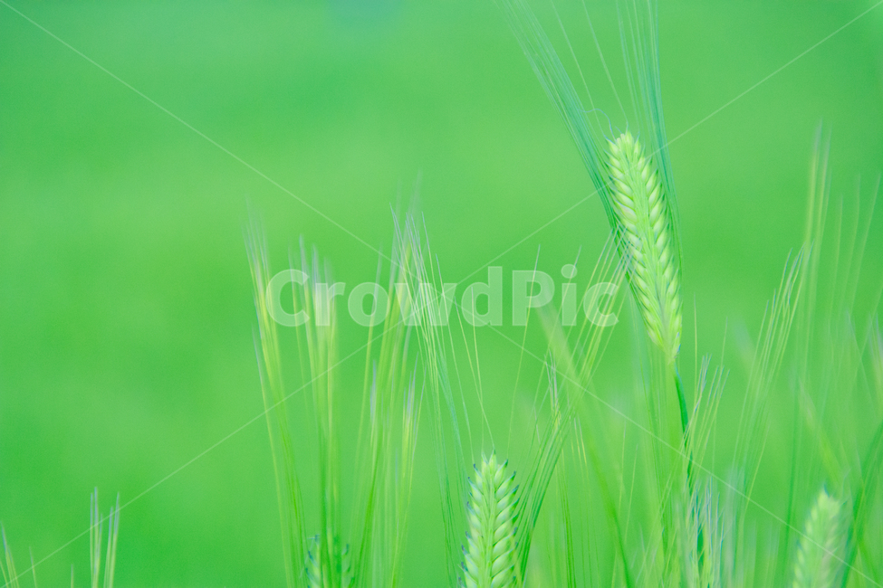 봄,감성사진,보리밭,소프트,보리,환상적,식물,자연,plants,nature,휴식,힐링,rest,relaxation,healing