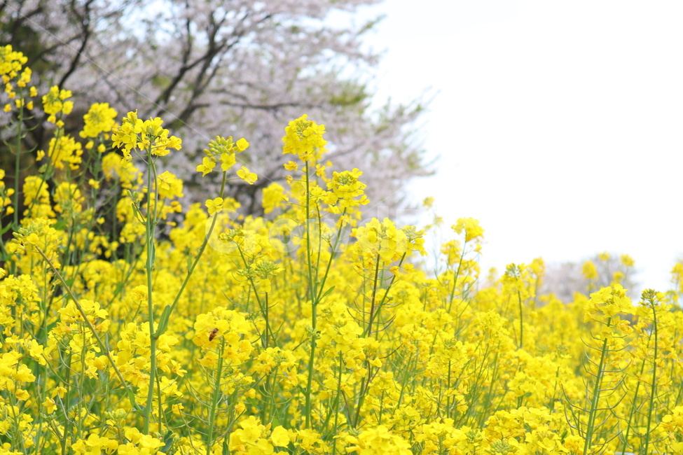 유채꽃,제주유채꽃,봄꽃,flower,yellow,벚꽃유채꽃,유채꽃벚꽃,rapeflower,rapeblossom,rapeblossoms,koreanflower,yellowflower,노란꽃,봄,계절,spring,season