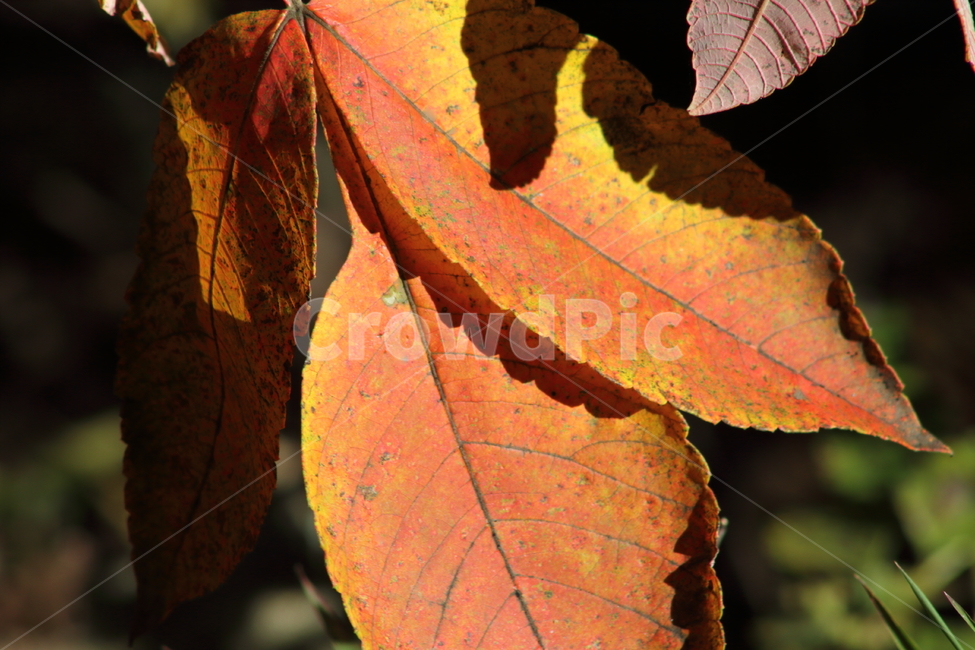 단풍,잎,식물,가을,redleaves,가을,계절,fall,autumn,season,veins,정맥,leaf,plant,fungus,진균류