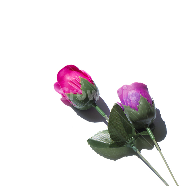 장미,로즈,꽃,플라워,조화,비누,비누꽃,줄기,흰배경,클로즈업,사물,자연,식물,퍼플,보라색,탑,탑뷰,탑앵글,핑크,분홍,자주색,잎잎사귀,나뭇잎,그린,녹색,초록색