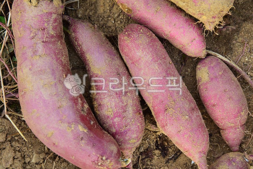 sweet potato,Sweet Potato,root fruit,wellbeing,Food Ingredients,field farming,sweet potato field,cooking ingredients,health food,plant,foodreserves,animated,sweet potato root,large sweet potato,Sweet potato cultivation,snack,Delicious soup,soil,crops,vege