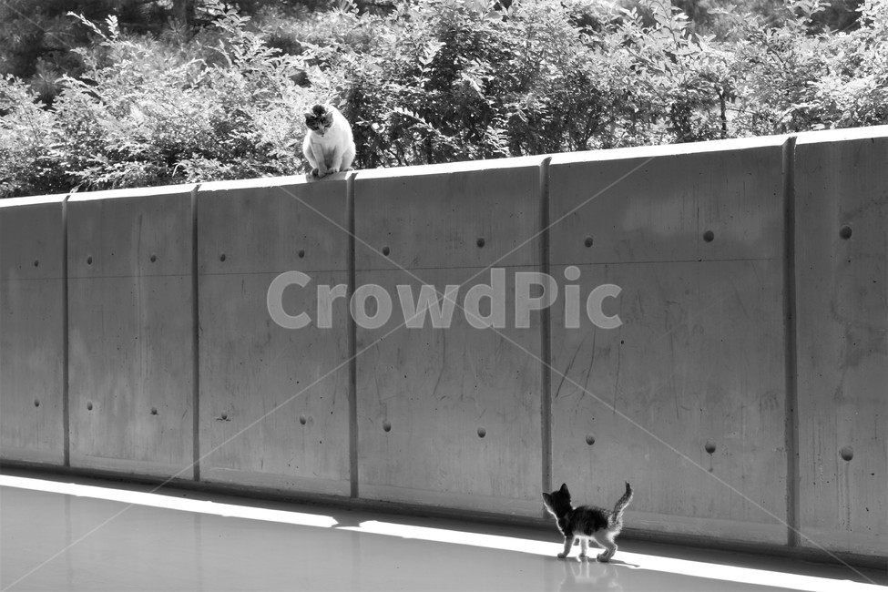 고양이,길고양이,길냥이,새끼고양이,cat,어미와새끼,어미고양이,kitten,streetcat,wildcat,family,animal,동물,가족,care,유기묘,반려묘,pet,아기고양이,동행,동물,animal,포유류,mammal,고양이,cat,kitten,kitty,가족,패밀리,family,흑백,모노톤,monochrome,black and white