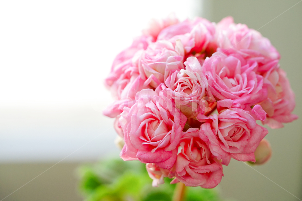 꽃,플라워,화분,flower,식물,생명,생물,감성,접사,색감,컬러,식물,자연,plants,nature,꽃,flower