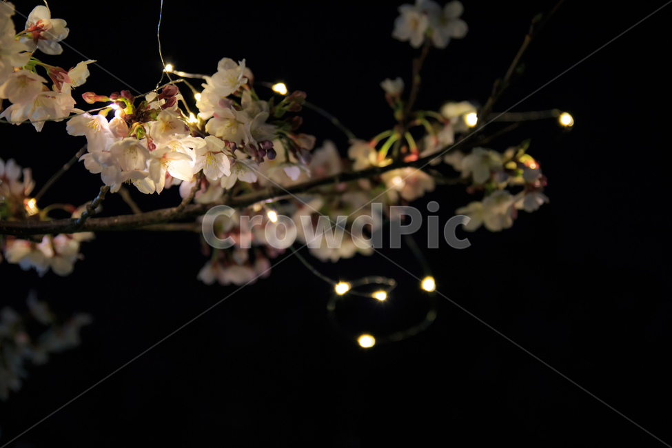 야간,벚꽃,야간번꽃,led벚꽃,벚꽃사진,야경벚꽃,봄,계절,spring,season,야경,밤,풍경,nightscape,night,landscape,식물,자연,plants,nature,꽃,flower,plant,blossom