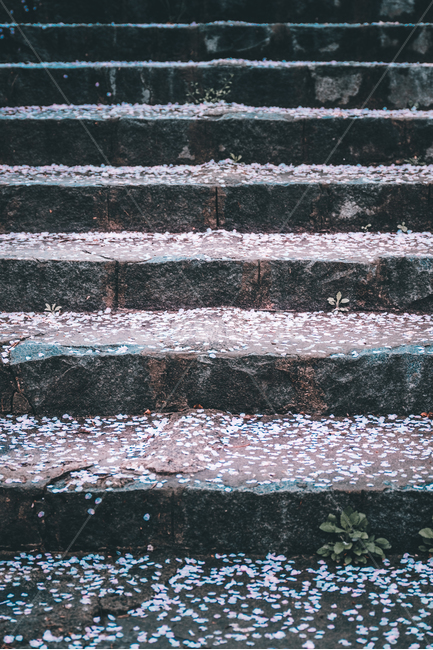 계단,벚꽃,꽃잎,꽃길,흩날림,오르막,오르막길,봄,계절,spring,season,감성,sensible,feeling,rock,록,wood,나무,slate,슬레이트