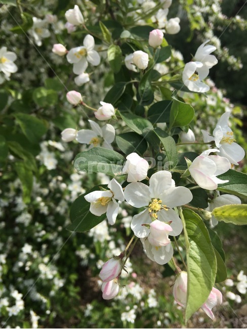 꽃,자연,산,흰색꽃,싱글,봄,계절,spring,season,식물,자연,plants,nature,꽃,flower,plant