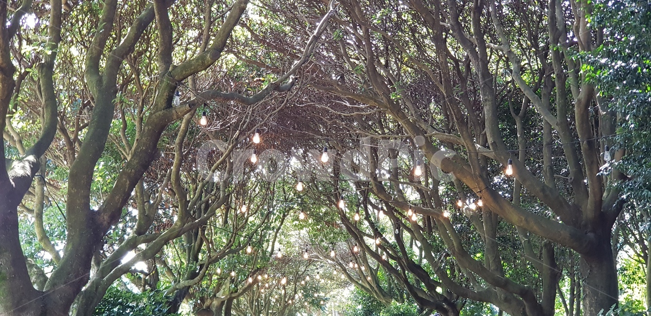 나무,나무길,전구,나무터널,가지,나무가지,자연,풍경,nature,landscape,tree,plant,식물