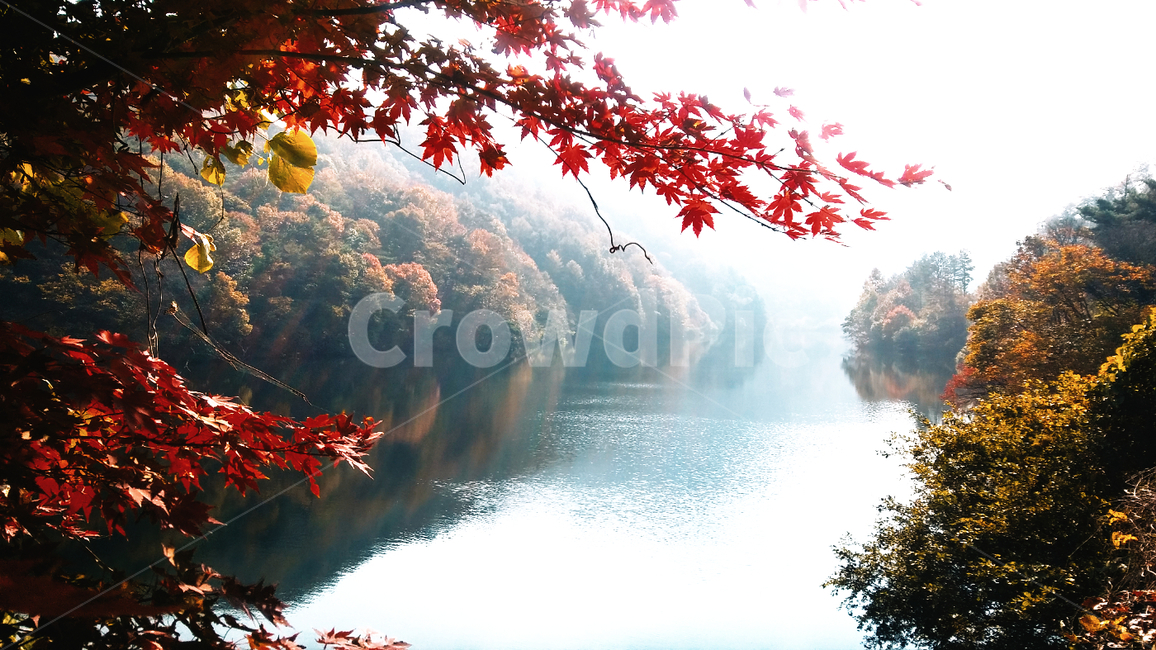 장태산,가을,낙엽,장안호수,가을호수,가을풍경,호수,가을,계절,fall,autumn,season,plant,식물,leaf,잎,tree,나무
