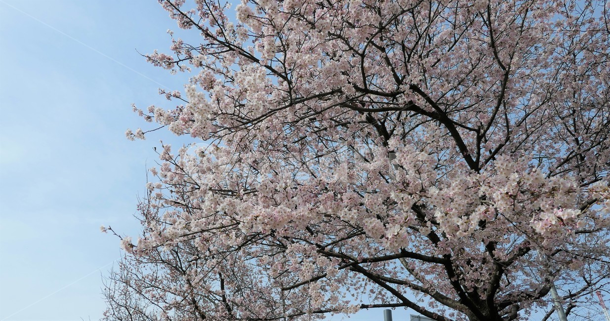 벚꽃,봄,꽃,감성,나무,자연,나들이,봄,계절,spring,season,자연,풍경,nature,landscape,plant,식물,blossom,flower,cherry blossom