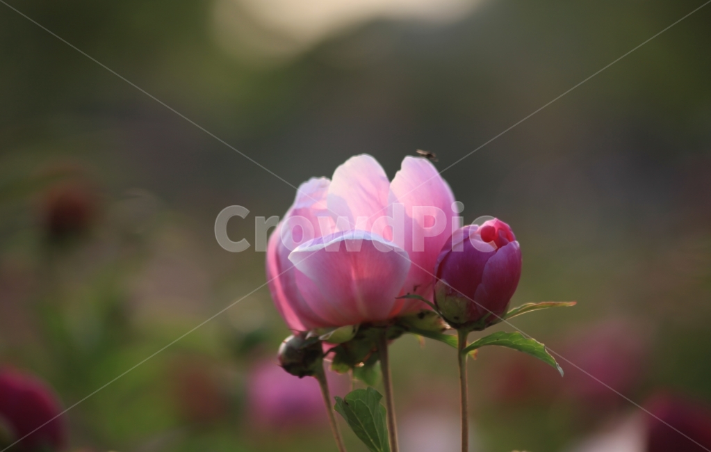 작약꽃,빛이있으라,봄꽃,소망,희망,식물,자연,plants,nature,꽃,flower