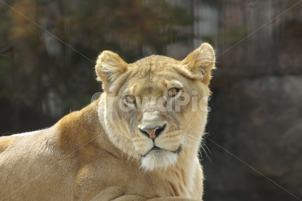 사자,사자정면,동물원,동물,lion,동물,animal,포유류,mammal
