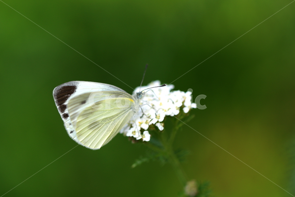 식물,꽃,자연,동물,나비,곤충,식물,자연,plants,nature,꽃,flower,동물,animal,곤충,벌레,insect,bug