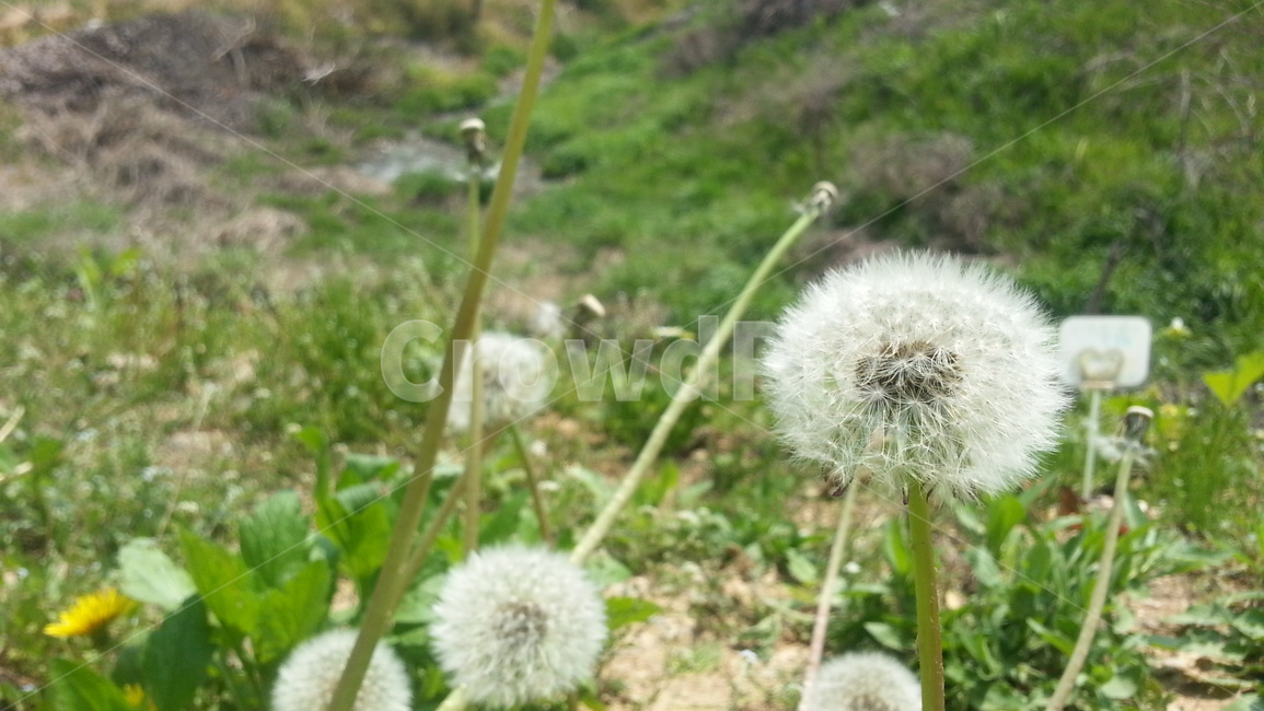 민들레,민들레홀씨,봄,여름,꽃,홀씨,풀,들풀,야생화,낮,오후,숲,자연