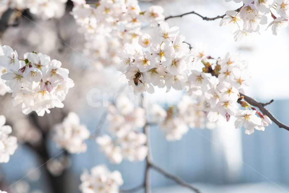 벚꽃,벌,꽃과벌,만개하다,봄,만개,활짝,하얀,하양,cherryblossom,bee,나무,bloom,활짝피다,closeup,야외,깨끗한,맑은,생명,nature,꽃잎,petal,life,자연,봄,계절,spring,season,plant,식물,flower,꽃,blossom