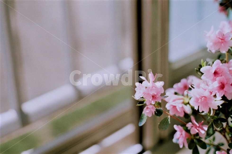 철쭉,꽃,필름사진,식물,분홍색,추억,아련한,빛바랜,봄,꽃잎,핑크색,pink,flim,flower,봄,계절,spring,season,식물,자연,plants,nature,꽃,flower,감성,sensible,feeling,plant,blossom