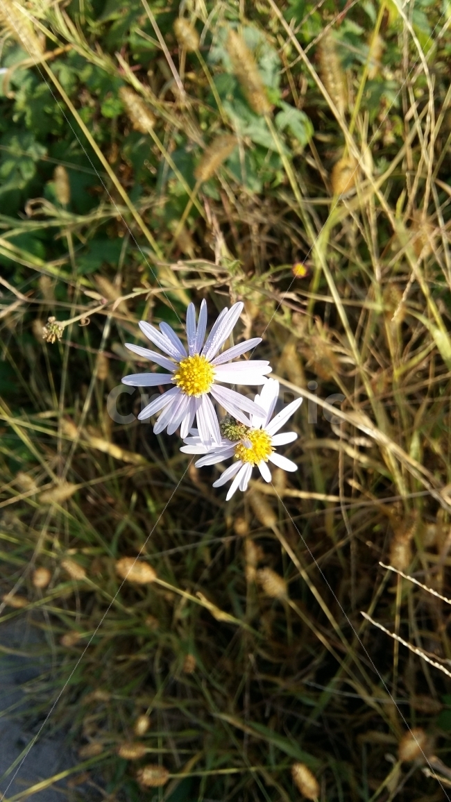 야생화,꽃,민들레,가을꽃,가을,가을산,자연,하얀꽃,들꽃,식물,자연,plants,nature,꽃,flower