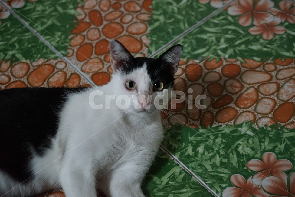 pet,애완동물,animal,동물,mammal,포유류,cat,고양이