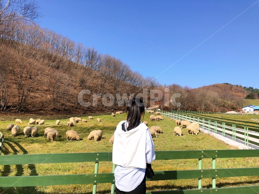 nature,자연,field,들,목초지,rural,farm,countryside,농장,meadow,sheep,양,animal,동물