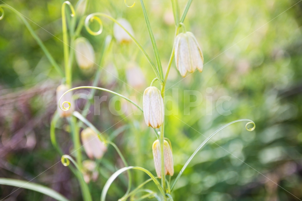 꽃,봄,길거리,풍경,길거리풍경,봄,계절,spring,season,휴식,힐링,rest,relaxation,healing,식물,자연,plants,nature,꽃,flower,감성,sensible,feeling,plant