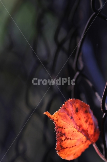 단풍잎,가을풍경,식물,자연,감성사진,단풍,가을,계절,fall,autumn,season,식물,자연,plants,nature,감성,sensible,feeling,plant,leaf,잎,veins,정맥