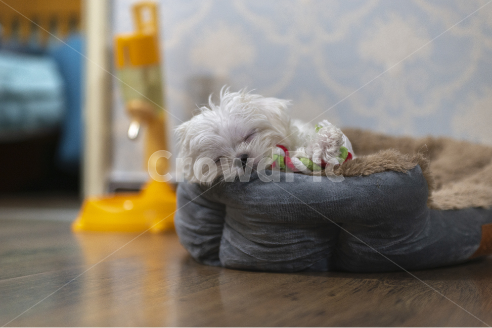 개,강아지,말티즈,반려견,애견,흰색강아지,어린강아지,하얀반려견,귀여운강아지,새끼반려견,새끼강아지,잠자는강아지,잠자는반려견,잠자는말티즈,동물,animal,포유류,mammal,개,강아지,dog,doggy