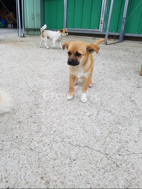 강아지,믹스견,새끼강아지,dog,반려견,동물,animal,포유류,mammal,개,강아지,dog,doggy