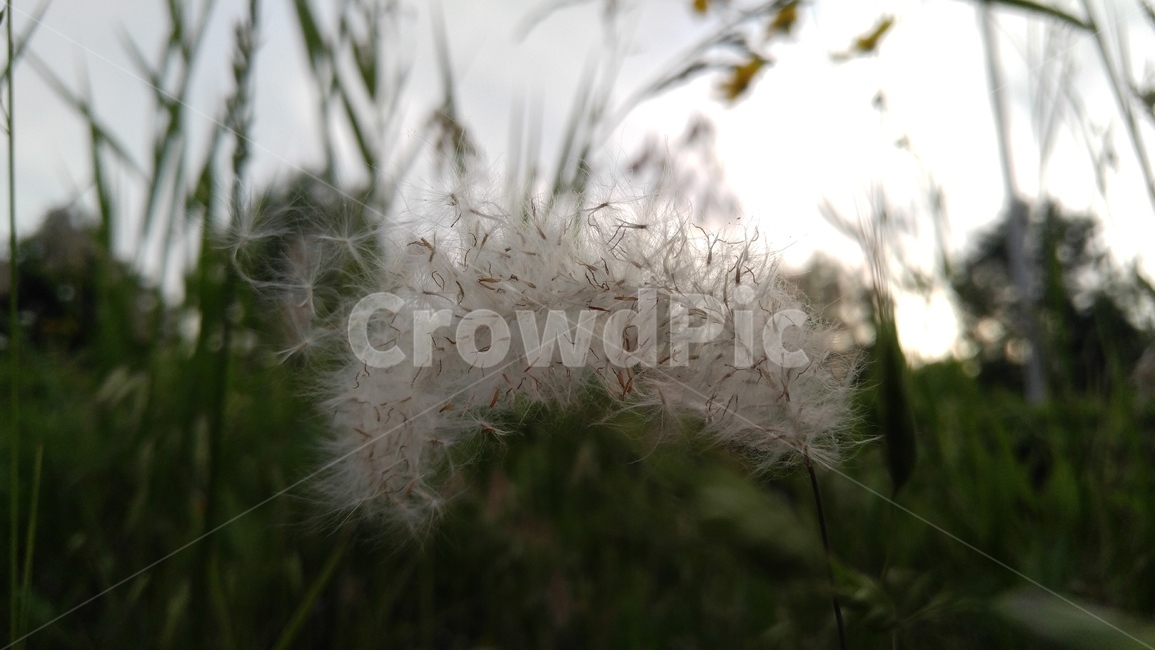 풀숲,풀,식물,녹색,흰색,배경,감성,계절,grassforest,grass,flants,green,white,background,emotional,season