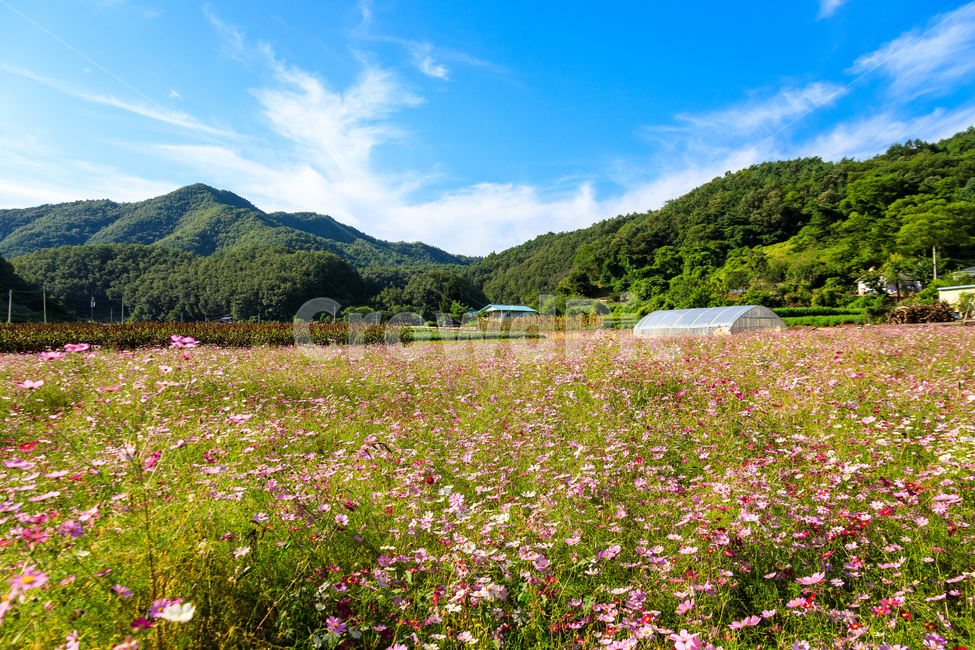 코스모스,꽃,가을,꽃잎,잎,식물,자연,풍경,nature,landscape,grassland,목초지,field,들,outdoors,옥외,rural,농촌,farm,농장,meadow