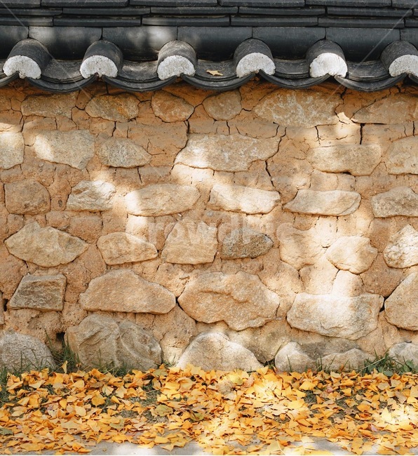 기와,한옥,벽,은행잎,잎,그림자,한국전통,한국문화,korean traditional,korean culture