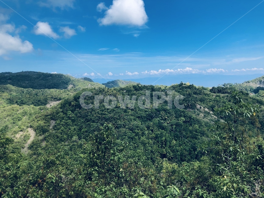vegetation,초목,plant,rainforest,열대우림,nature,자연,outdoors,옥외,tree,나무,land,자연,풍경,nature,landscape,식물,땅,열대 우림