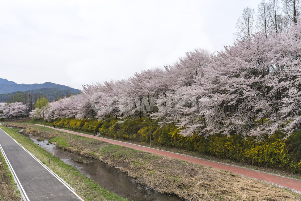 자연,natural,하늘,sky,구름,cloud,양재천,벚꽃,식물,plant,cherryblossom,물,water,푸릇,봄,spring,천,봄,계절,spring,season,도시,풍경,city,landscape,한국도시풍경,한국도시경관,korea cityscape