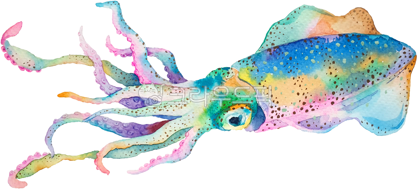 오징어,무늬오징어,오징어그림,수채화오징어,cuttlefish,cuttlefishdrawing,watercolorcuttlefish,squid,squiddrawing,watercolorsquid,수산물,수산물그림,동물,동물그림