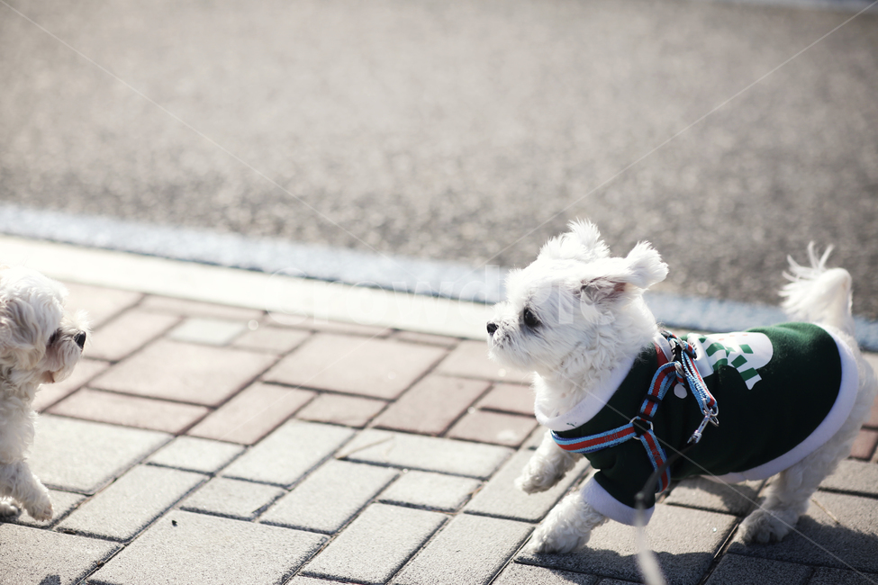 애견,산책,말티즈,겁쟁이,cute,일상,동물,animal,포유류,mammal,개,강아지,dog,doggy