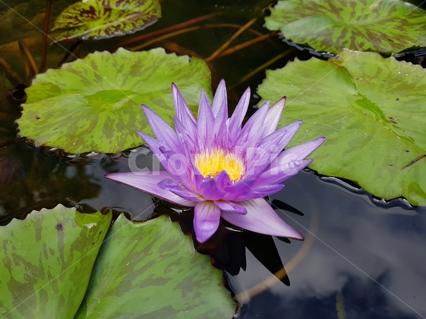 연꽃,연못,꽃,flower,보라색,보라색꽃,자연,nature,초록,식물,자연,plants,nature,꽃,flower
