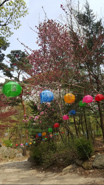 연등,등산로,산,석가탄신일,부처님오신날,나무,바위,종교,신앙,religion,belief,faith,축제,행사,festival,carnival,event