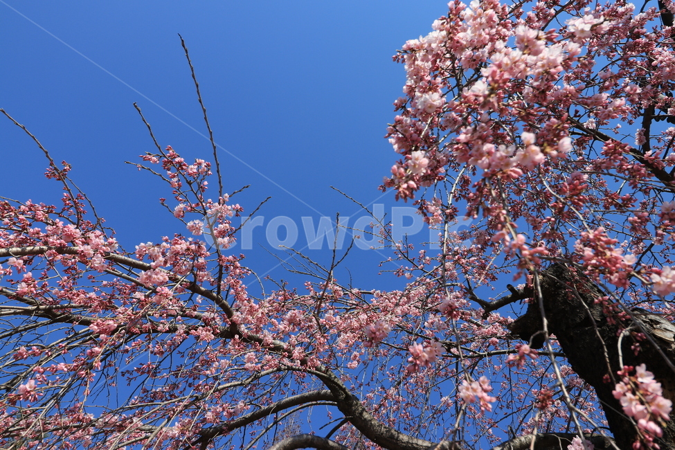 봄,벚꽃,꽃,spring,flower,cherryblossoms,봄,계절,spring,season,식물,자연,plants,nature,꽃,flower,plant,blossom,cherry blossom