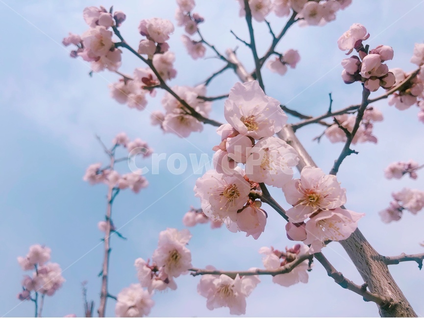 봄,봄꽃,벚꽃,맑은하늘,spring,cherryblossom,sky,cloud