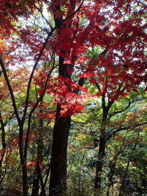 낙엽,단풍,落葉,leaves,나뭇잎,단풍나무,식물,maple,낙엽활엽관목,잎,계절,가을,자연,풍경,outdoors,옥외,fallautumnseason,naturelandscape,풍경사진,나무줄기,가을,계절,fall,autumn,season,leaf,plant,tree,나무