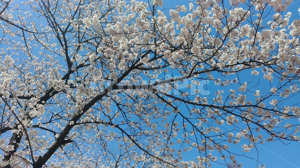 벚꽃,구경,봄,봄꽃,하늘,낭만